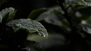 Preview wallpaper leaves, drops, water, rain, wet, dark, macro