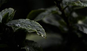 Preview wallpaper leaves, drops, water, rain, wet, dark, macro