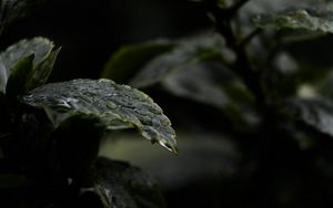 Preview wallpaper leaves, drops, water, rain, wet, dark, macro