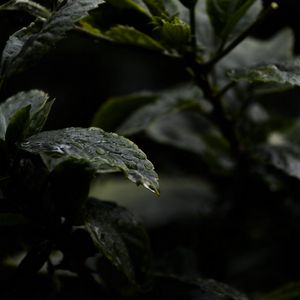 Preview wallpaper leaves, drops, water, rain, wet, dark, macro