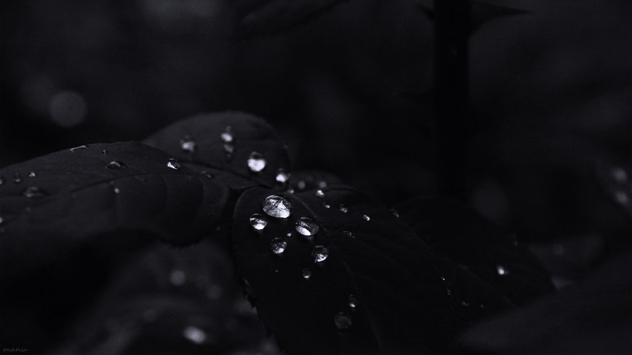 Wallpaper leaves, drops, water, black