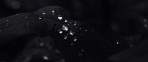 Preview wallpaper leaves, drops, water, black