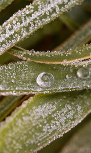 Preview wallpaper leaves, drops, water, macro, frost