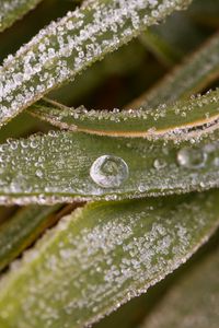 Preview wallpaper leaves, drops, water, macro, frost