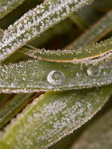 Preview wallpaper leaves, drops, water, macro, frost