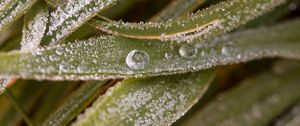 Preview wallpaper leaves, drops, water, macro, frost