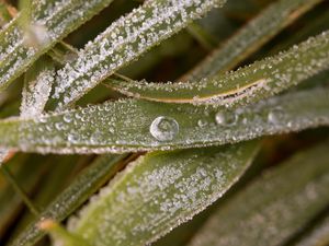 Preview wallpaper leaves, drops, water, macro, frost