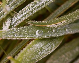 Preview wallpaper leaves, drops, water, macro, frost