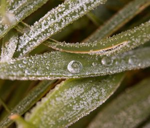 Preview wallpaper leaves, drops, water, macro, frost