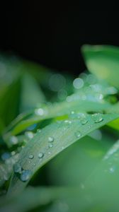 Preview wallpaper leaves, drops, water, rain, green, blur