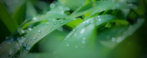 Preview wallpaper leaves, drops, water, rain, green, blur