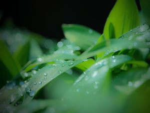 Preview wallpaper leaves, drops, water, rain, green, blur