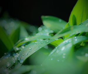 Preview wallpaper leaves, drops, water, rain, green, blur