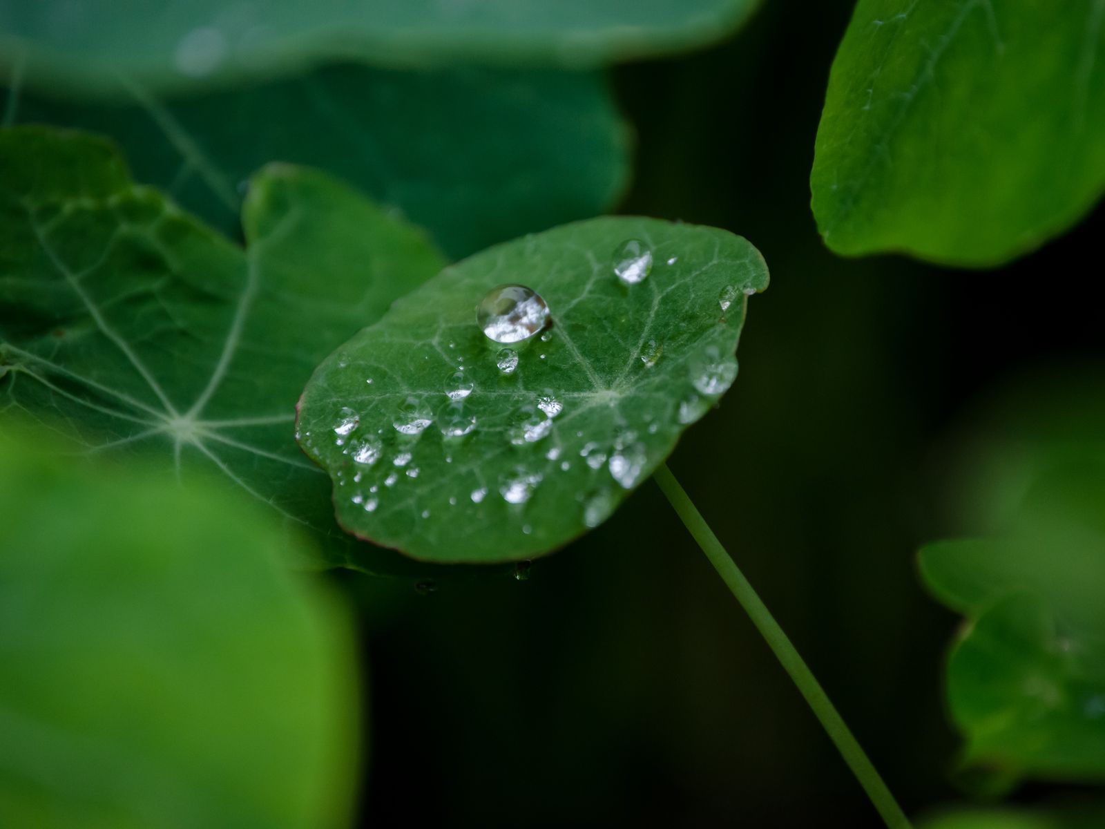 Download wallpaper 1600x1200 leaves, drops, water, plant, macro ...