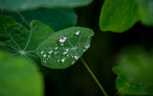 Preview wallpaper leaves, drops, water, plant, macro