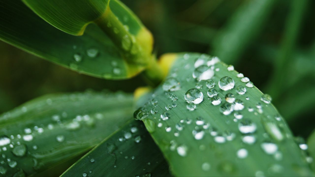 Wallpaper leaves, drops, water, macro, rain