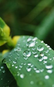 Preview wallpaper leaves, drops, water, macro, rain