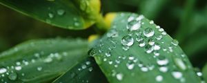 Preview wallpaper leaves, drops, water, macro, rain