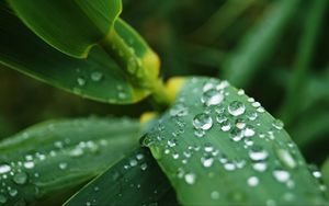 Preview wallpaper leaves, drops, water, macro, rain