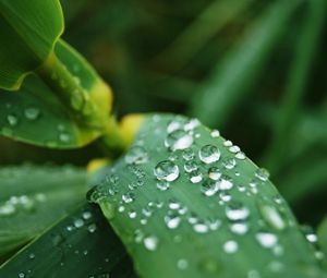 Preview wallpaper leaves, drops, water, macro, rain