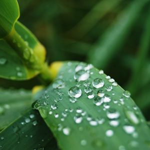 Preview wallpaper leaves, drops, water, macro, rain