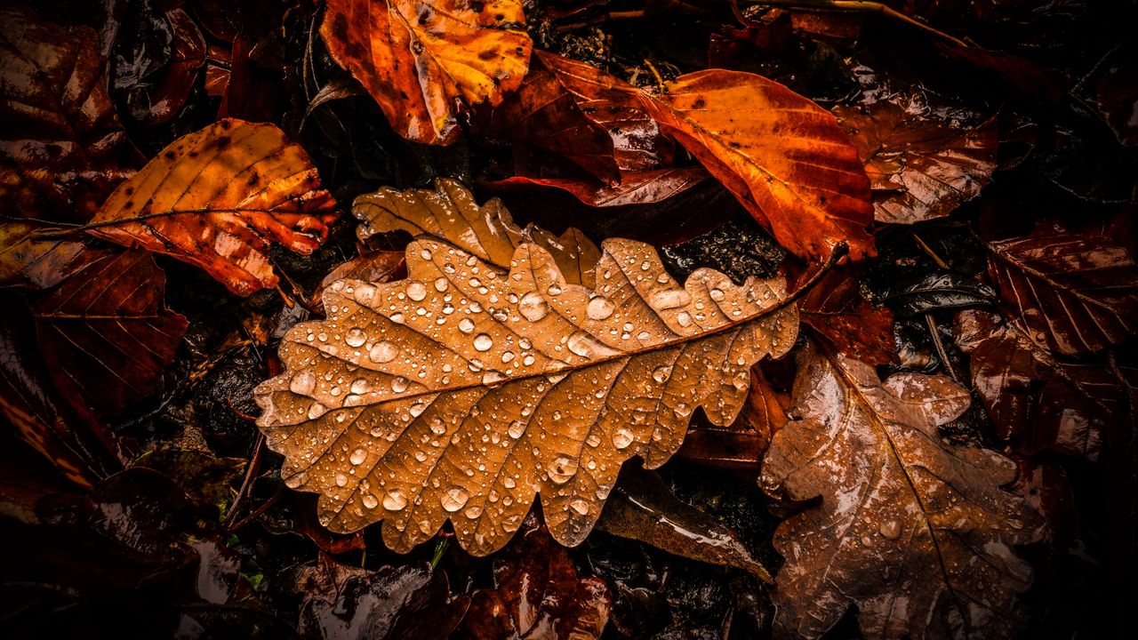 Wallpaper leaves, drops, water, wet, macro, brown