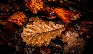 Preview wallpaper leaves, drops, water, wet, macro, brown