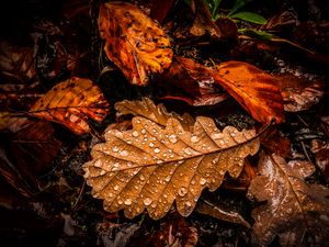 Preview wallpaper leaves, drops, water, wet, macro, brown