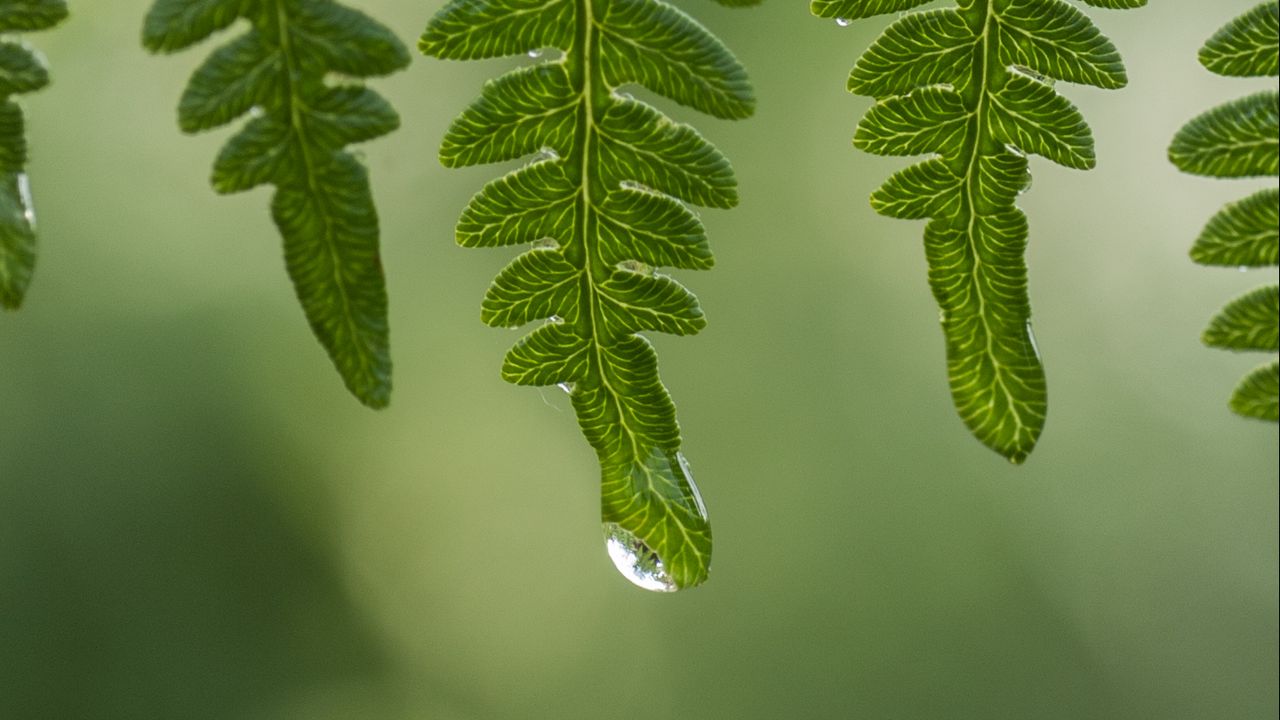 Wallpaper leaves, drops, water, dew, green, macro