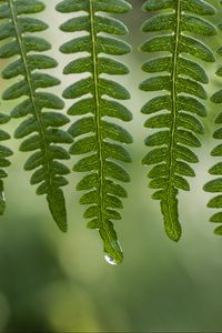 Preview wallpaper leaves, drops, water, dew, green, macro