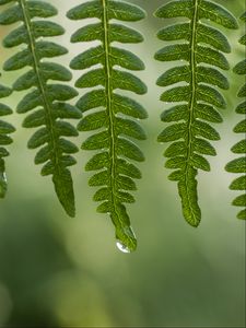 Preview wallpaper leaves, drops, water, dew, green, macro