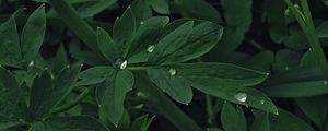 Preview wallpaper leaves, drops, water, plant, macro, green