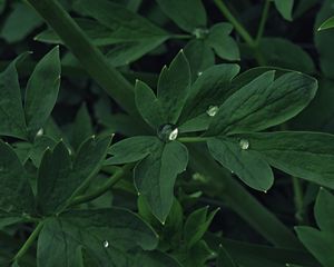 Preview wallpaper leaves, drops, water, plant, macro, green