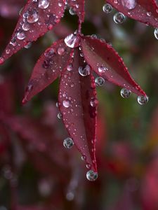 Preview wallpaper leaves, drops, wet, macro, red