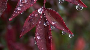 Preview wallpaper leaves, drops, wet, macro, red