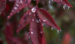 Preview wallpaper leaves, drops, wet, macro, red