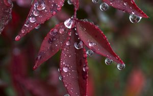 Preview wallpaper leaves, drops, wet, macro, red