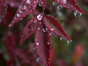 Preview wallpaper leaves, drops, wet, macro, red