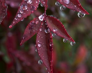 Preview wallpaper leaves, drops, wet, macro, red