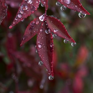 Preview wallpaper leaves, drops, wet, macro, red