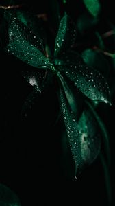 Preview wallpaper leaves, drops, wet, macro, green, darkness