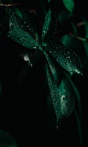 Preview wallpaper leaves, drops, wet, macro, green, darkness
