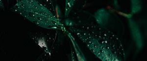 Preview wallpaper leaves, drops, wet, macro, green, darkness