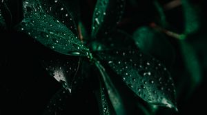 Preview wallpaper leaves, drops, wet, macro, green, darkness