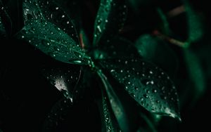 Preview wallpaper leaves, drops, wet, macro, green, darkness