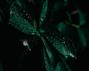 Preview wallpaper leaves, drops, wet, macro, green, darkness