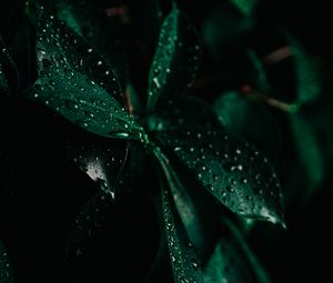 Preview wallpaper leaves, drops, wet, macro, green, darkness