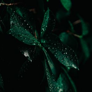 Preview wallpaper leaves, drops, wet, macro, green, darkness