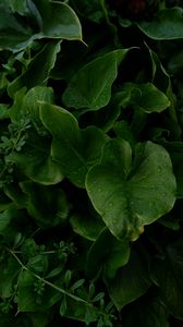 Preview wallpaper leaves, drops, wet, plants, macro, green