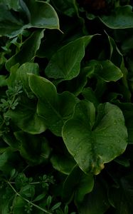 Preview wallpaper leaves, drops, wet, plants, macro, green